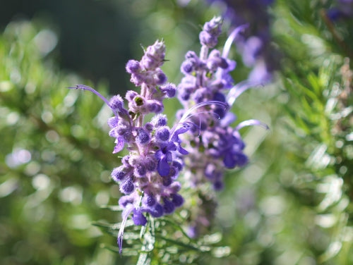 Woolly Bluecurls, 'Trichostema lanatum’