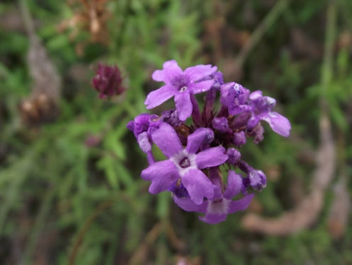 Verbena Lilacina, 'De La Mina'