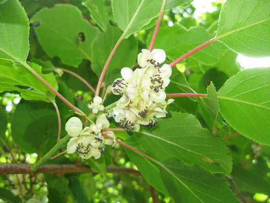 Kiwi, Male Hardy