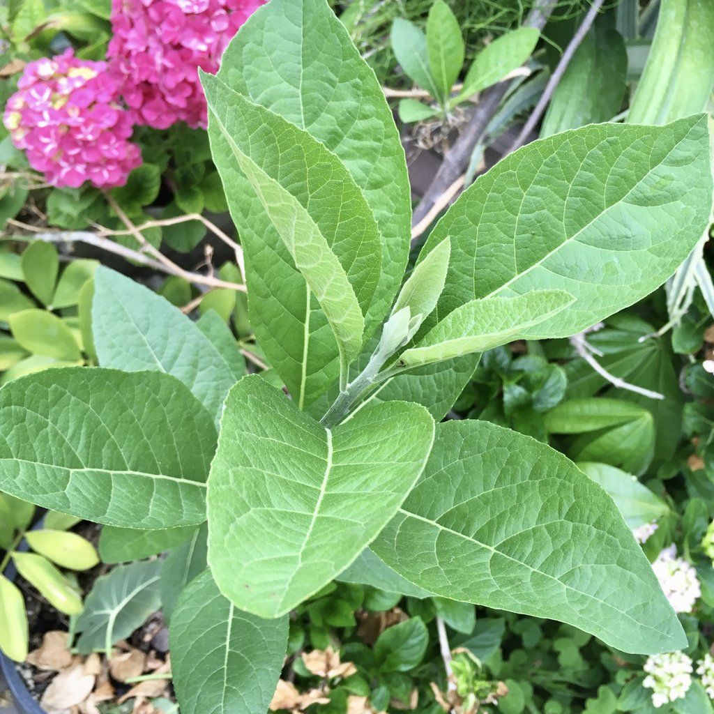 African Bitter Leaf