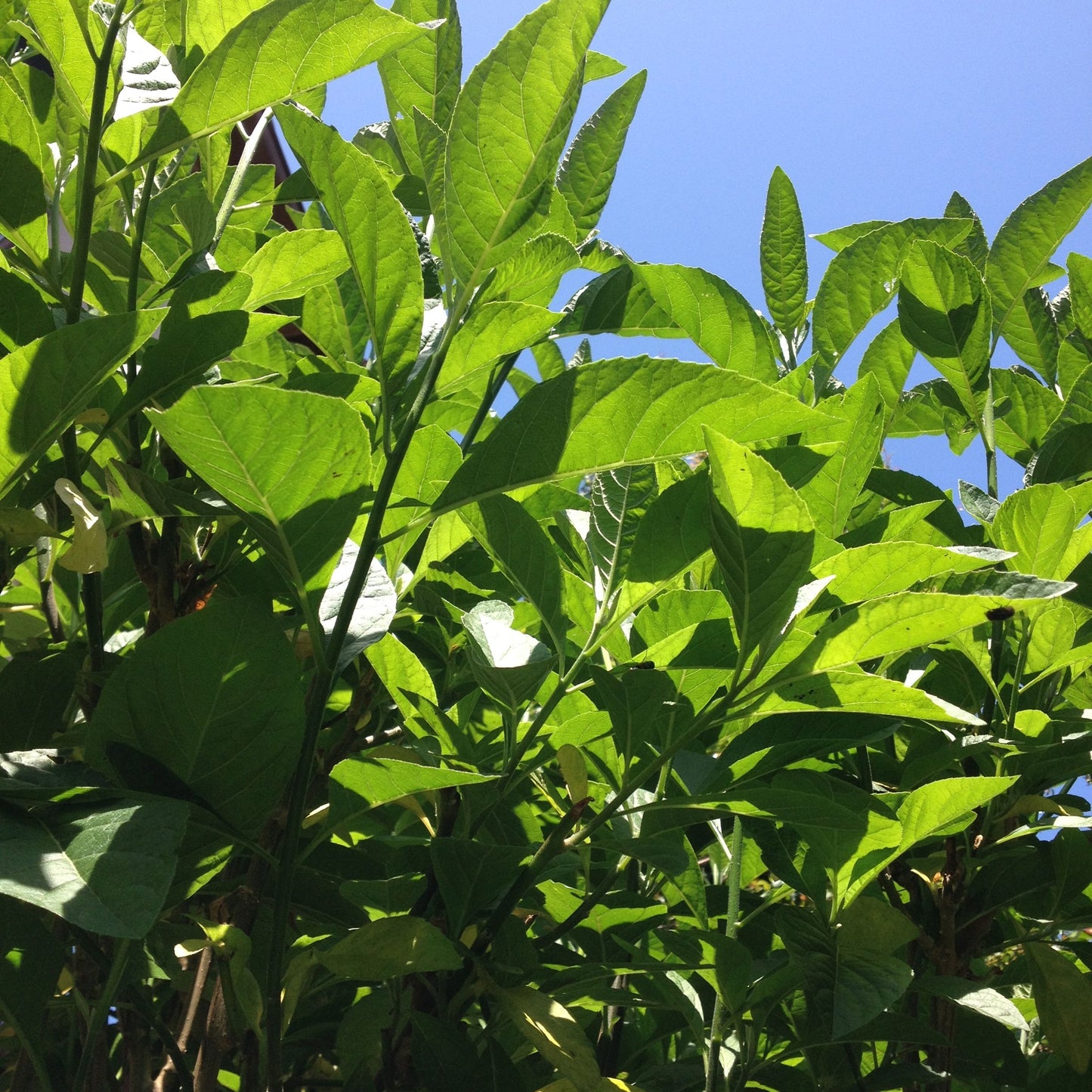 African Bitter Leaf