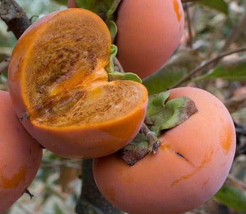 Persimmon, Chocolate (bareroot) PICKUP ONLY after January 15