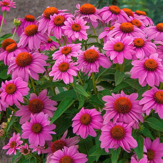 Echinacea Purpurea