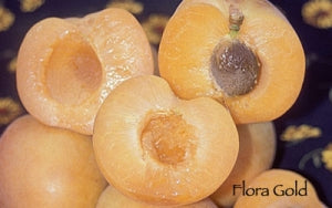 Apricot, Flora Gold (bareroot) PICKUP ONLY after January 15