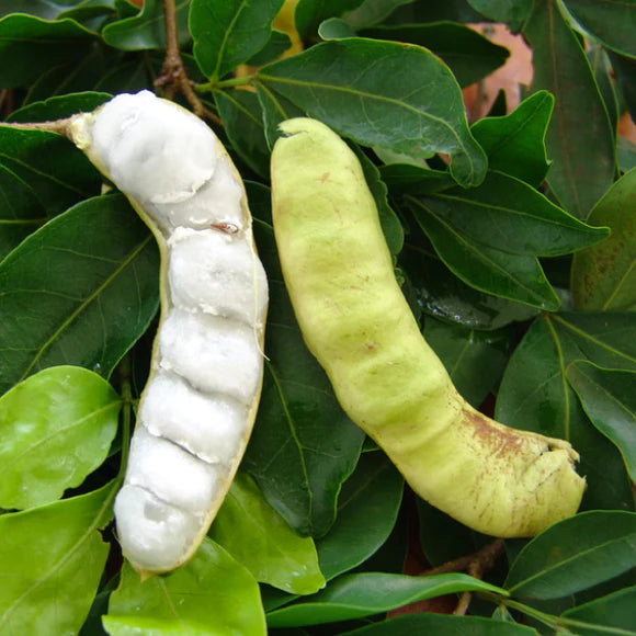 Ice Cream Bean