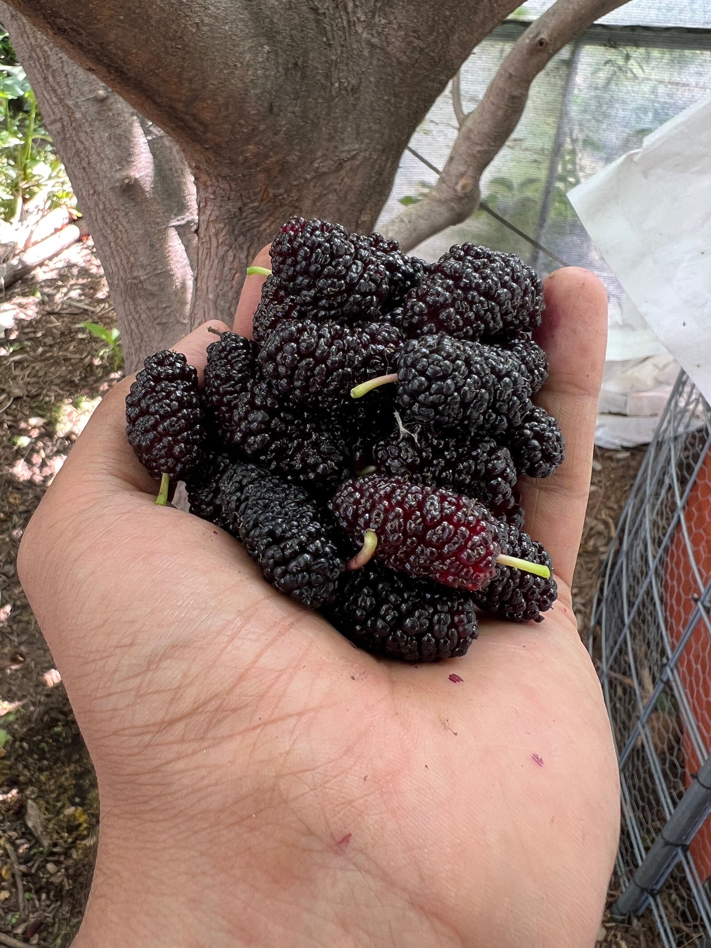 Mulberry, Shangri La