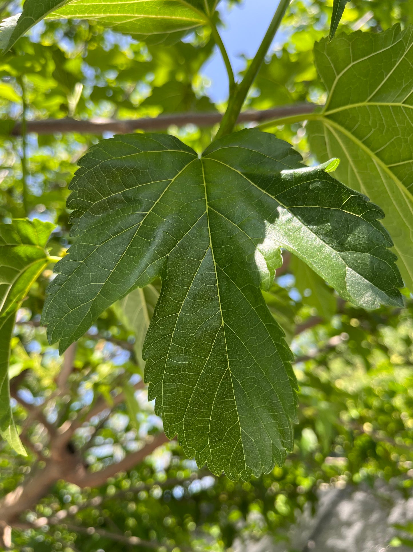 Mulberry, Shangri La