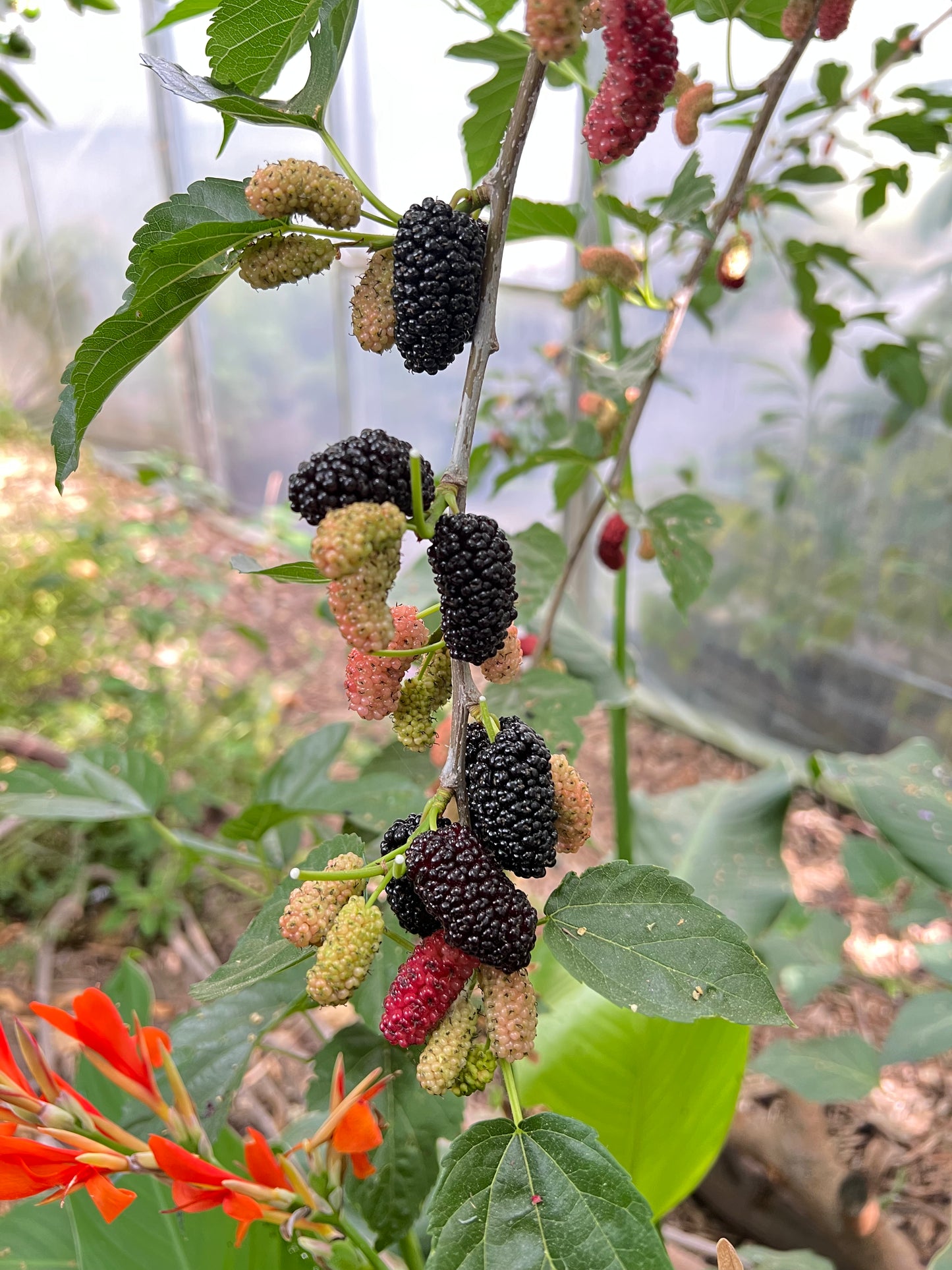 Mulberry, Shangri La