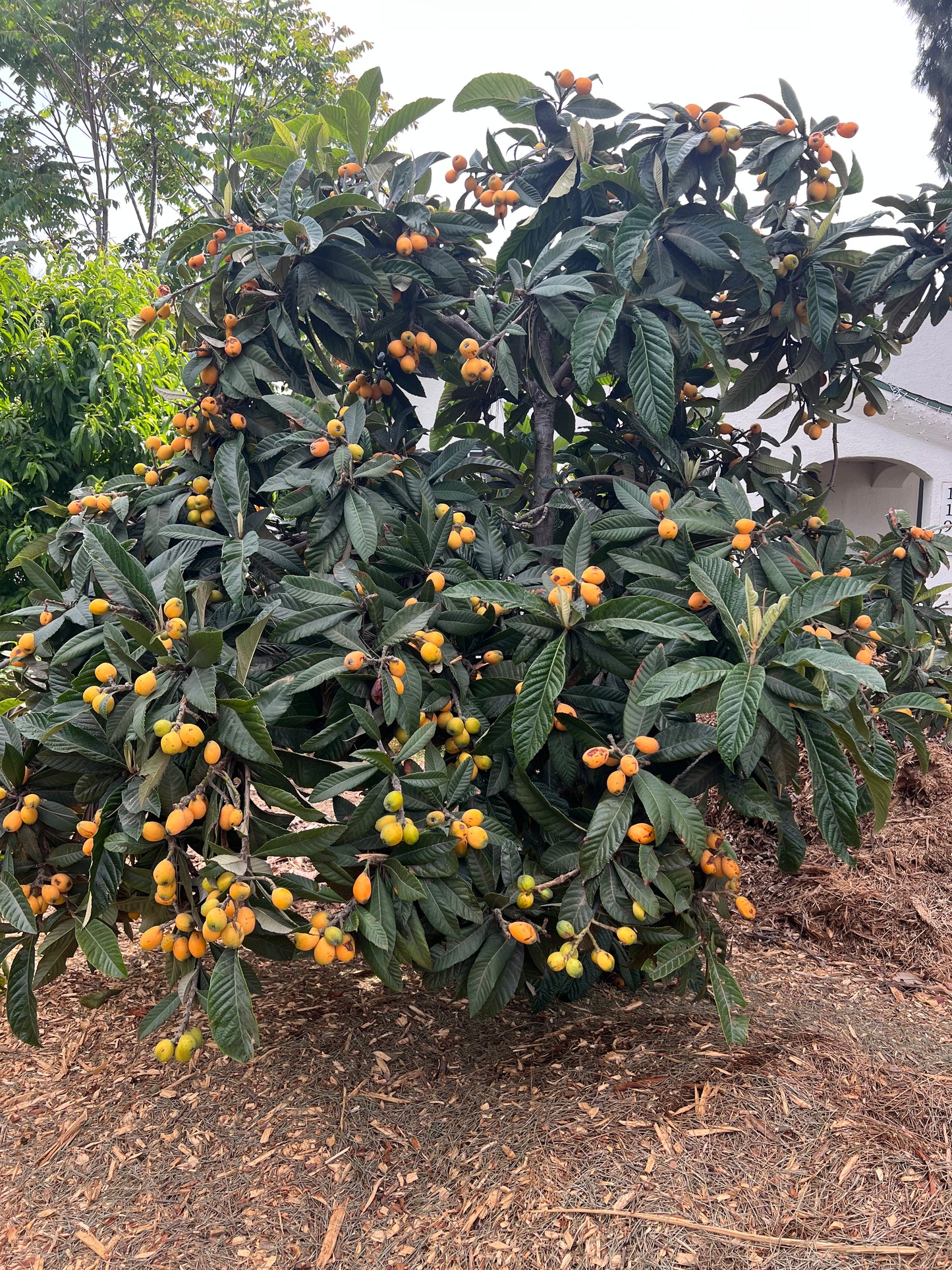 Loquat, Seedling