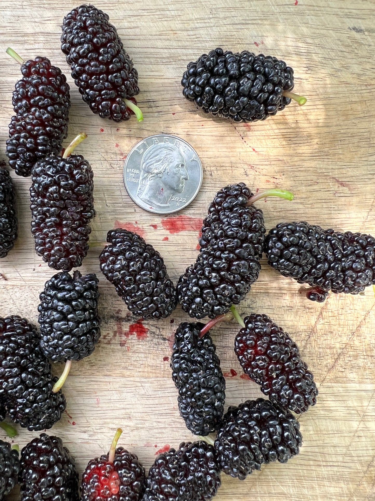 Mulberry, Shangri La