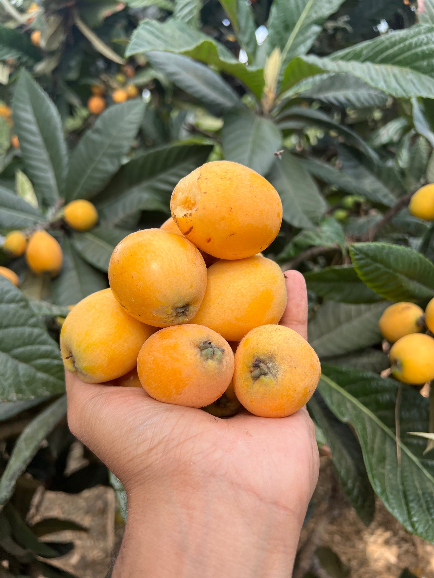 Loquat, Seedling