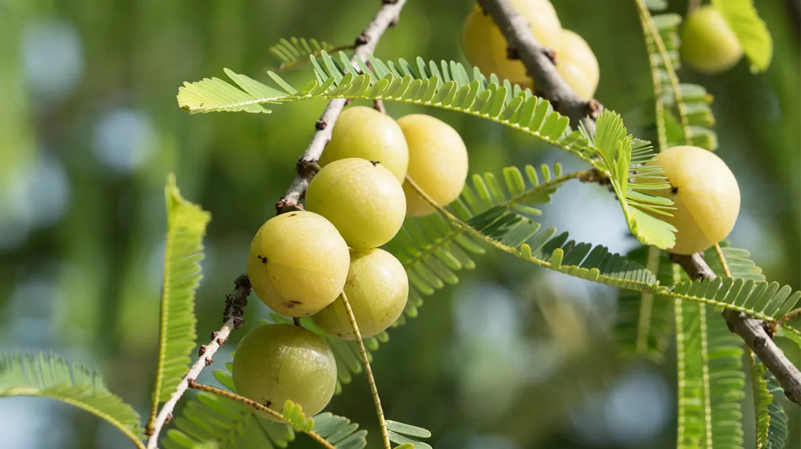 Amla / Indian Gooseberry