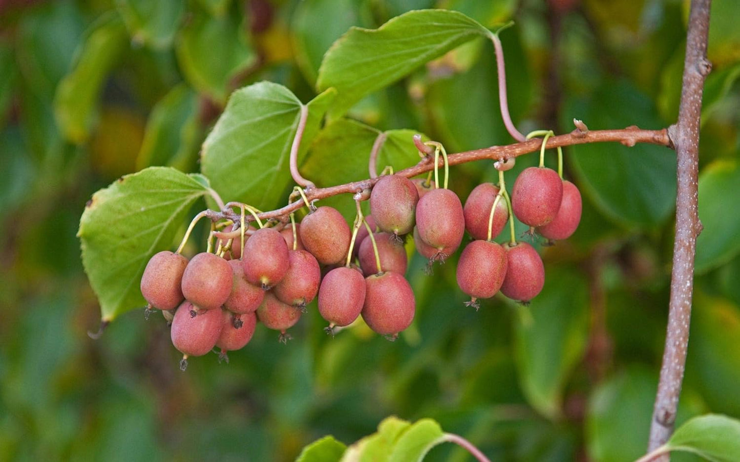 Kiwi, Ken's Red Hardy