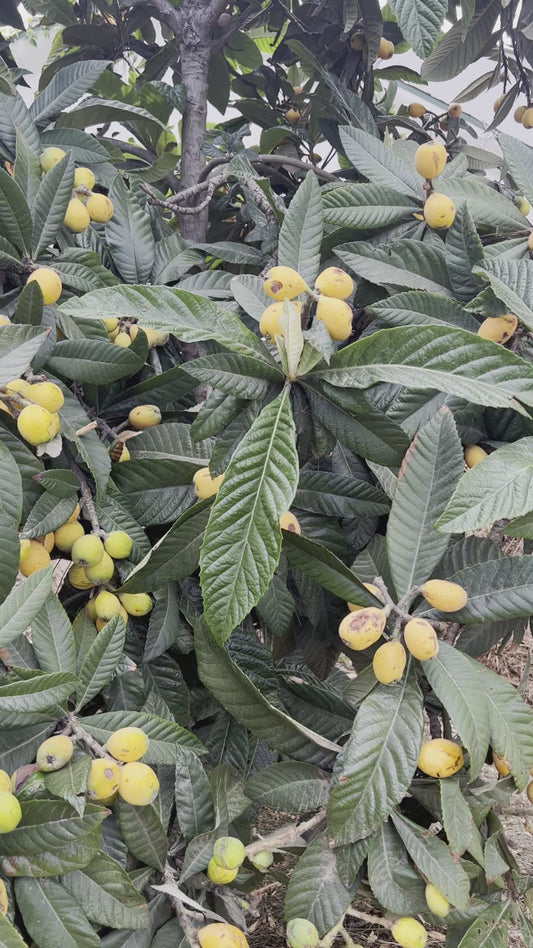 Loquat, Seedling