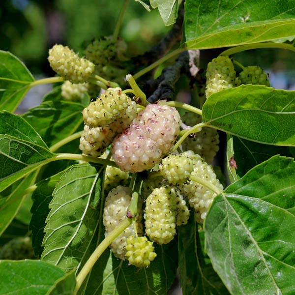 Mulberry, Tehama