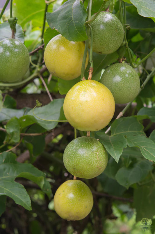 Passionfruit, Costa Rican Gold