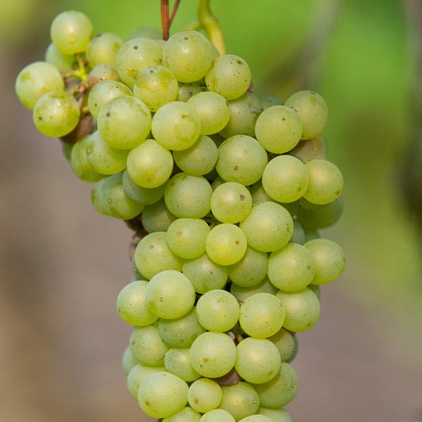 Grape, Interlaken