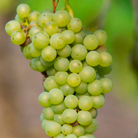 Grape, Interlaken