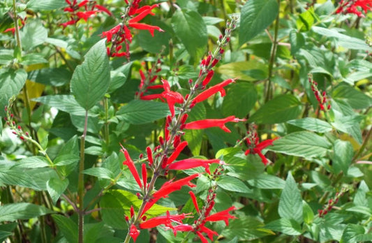 Pineapple Sage
