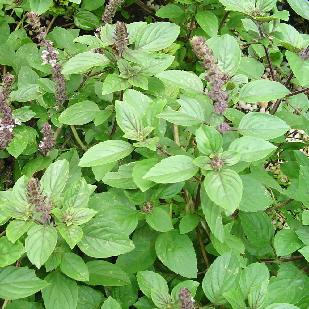 sabja seeds plant images African Blue Basil – Sarvodaya Institute