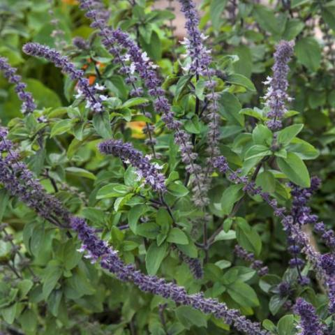 African Blue Basil