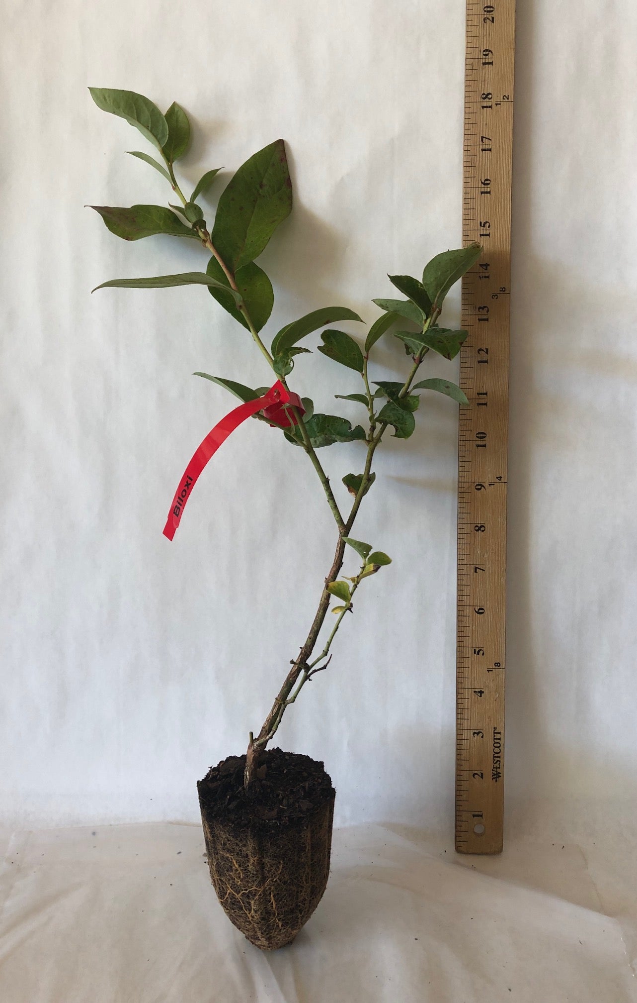Bareroot Blueberry Trio (3 plants) for California - PREORDER for shipping April 29