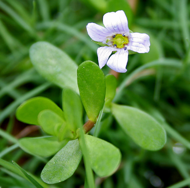 Bacopa Monnieri (Brahmi)