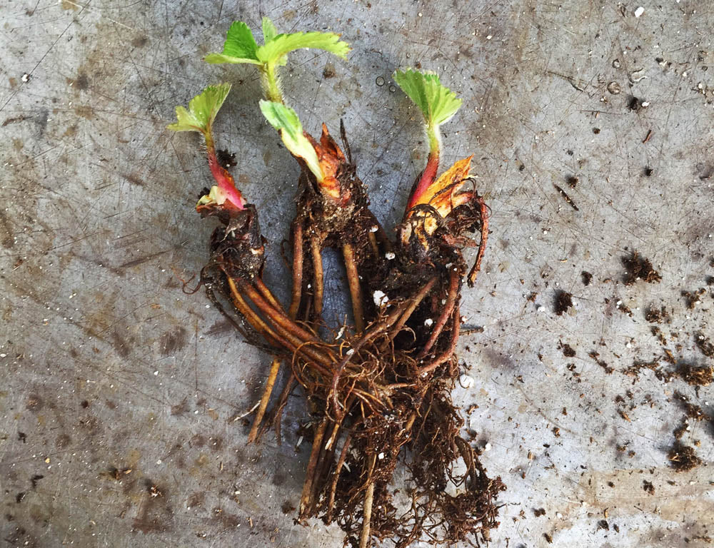 Bareroot Strawberry, Mara Des Bois