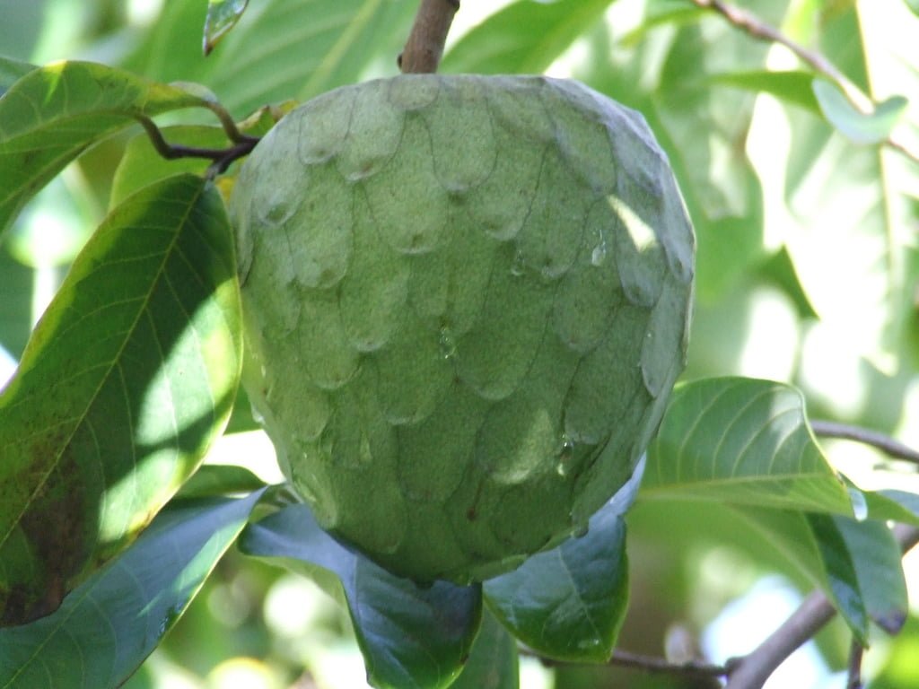 Cherimoya (seedling of El Bumpo)