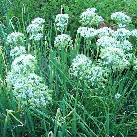 Garlic Chives