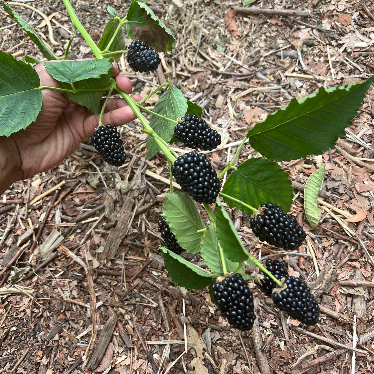 Bareroot Blackberry, Prime Ark Freedom - PREORDER for May 6 fulfillment