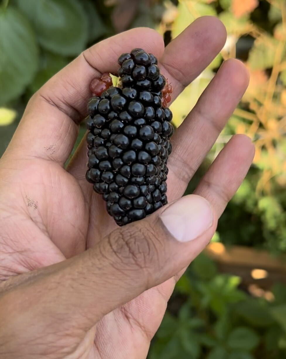 Bareroot Blackberry, Prime Ark Freedom - PREORDER for May 6 fulfillment