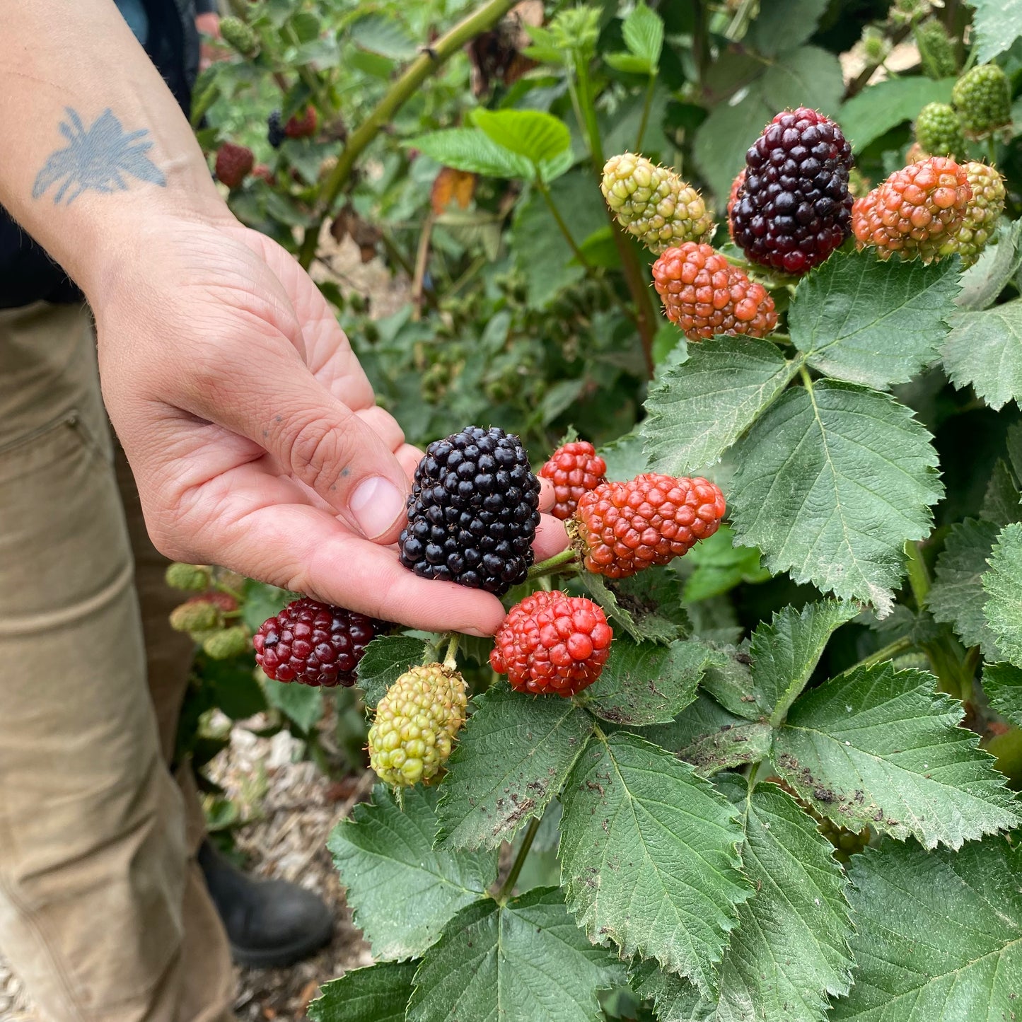 Bareroot Blackberry, Prime Ark Freedom - PREORDER for May 6 fulfillment