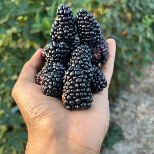 Bareroot Blackberry, Prime Ark Freedom - PREORDER for May 6 fulfillment