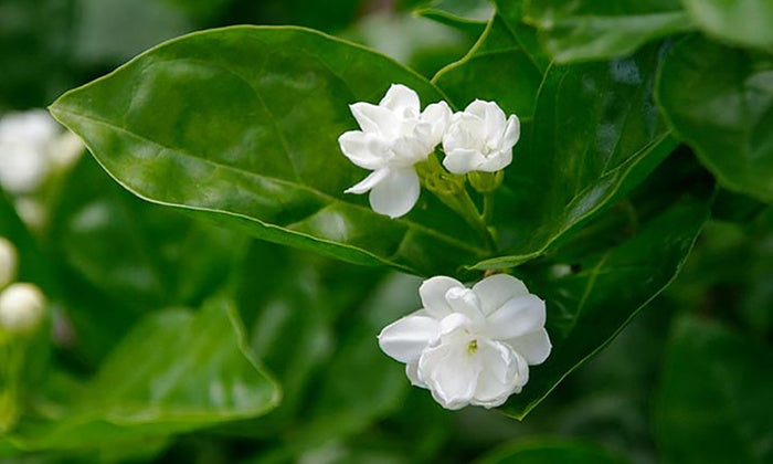 Indian Jasmine, Maid of Orleans