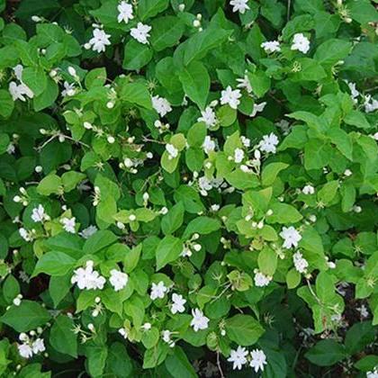 Indian Jasmine, Maid of Orleans