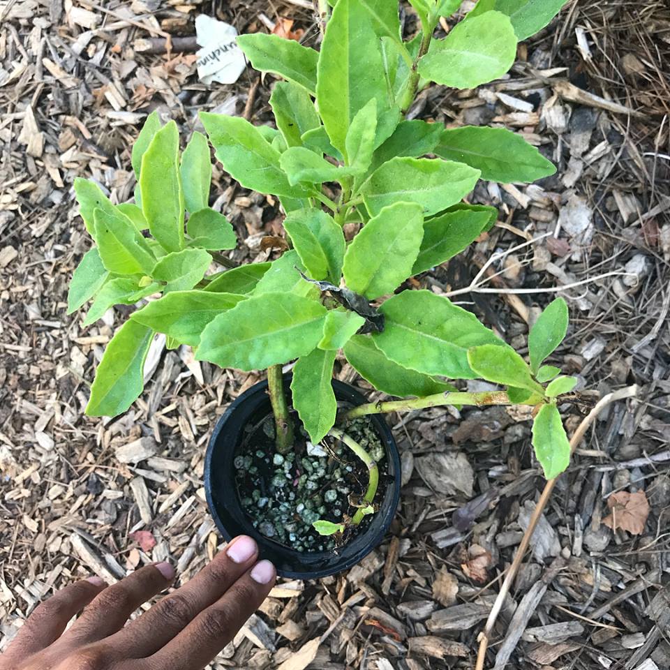 Longevity Spinach