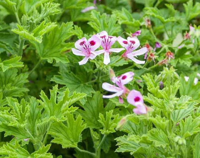 Citronella