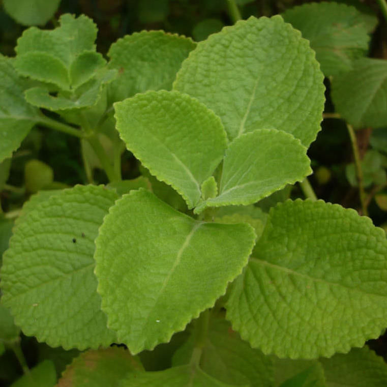 Cuban Oregano / Karpuravalli