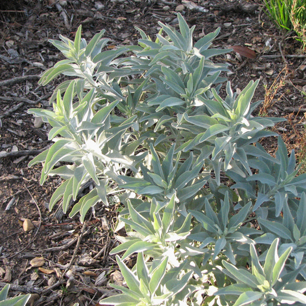 white sage potted plant White Sage, 'Salvia Apiana' – Sarvodaya Institute