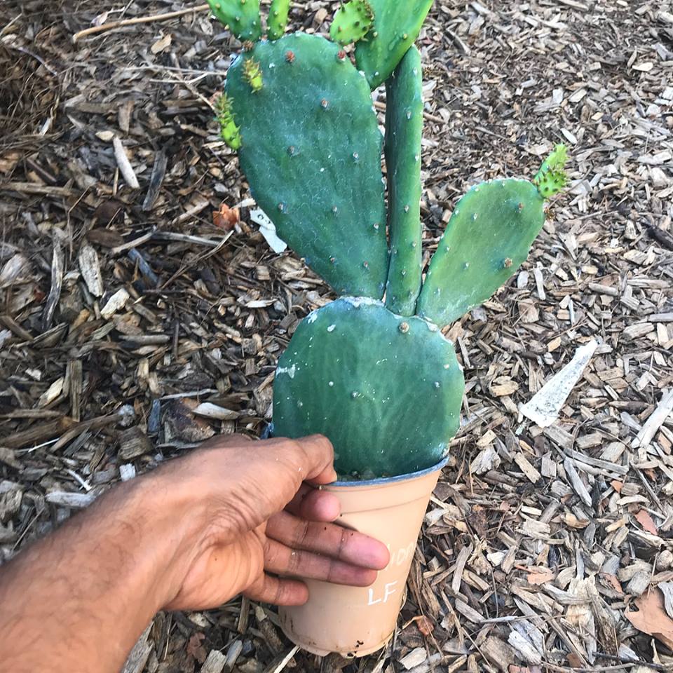 prickly pear cactus thornless Thornless Nopales