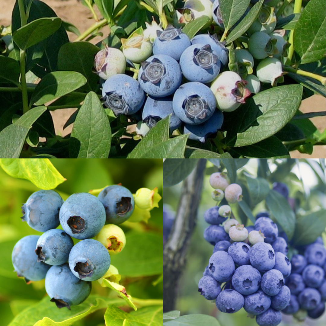 Bareroot Blueberry Trio (3 plants) for California - PREORDER for shipping April 29