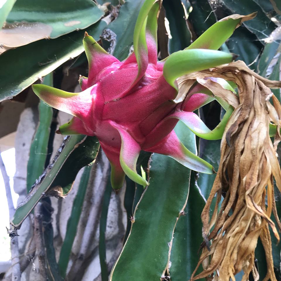 succulent plant in vietnamese Dragonfruit, Vietnamese White