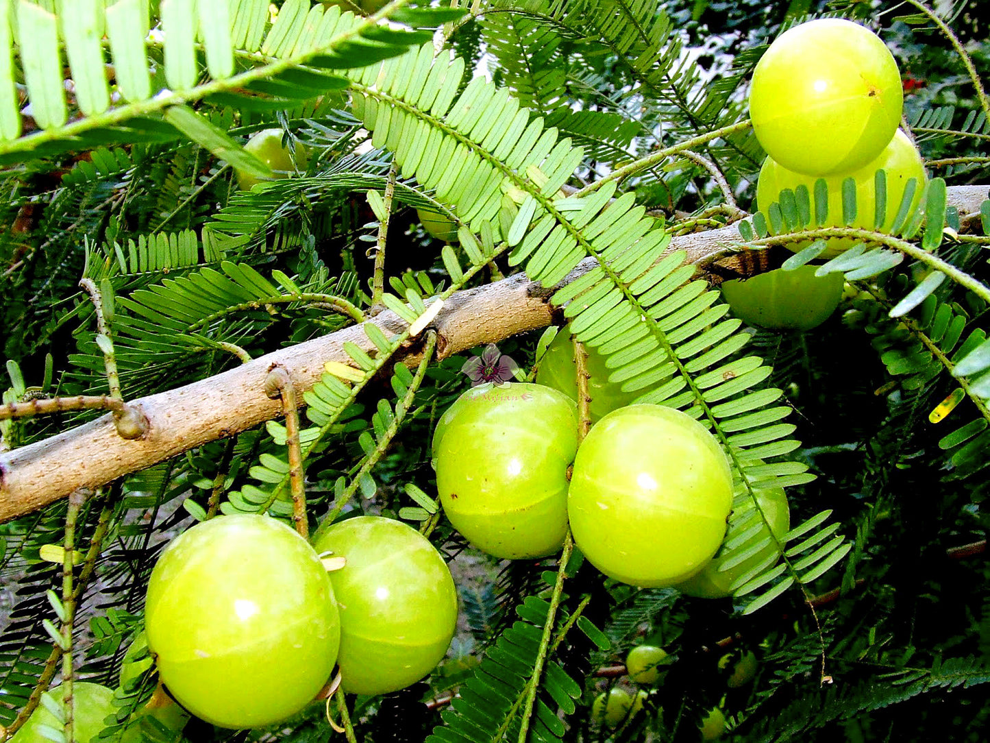 Amla / Indian Gooseberry