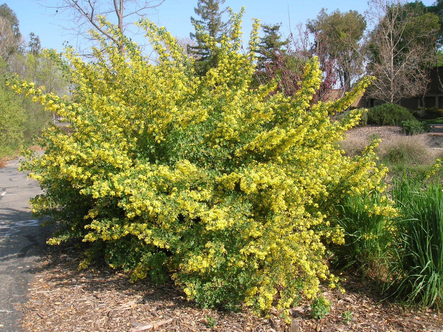 Golden Currant, 'Ribes aureum'