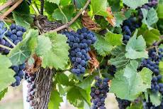 Grape, Concord Seedless