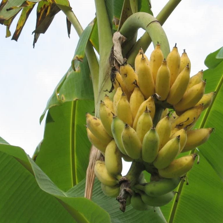 Banana, Dwarf Namwah