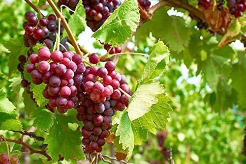 Grape, Einset