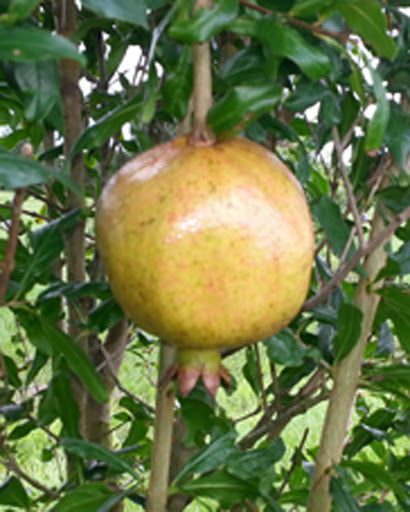 Pomegranate, Fleishman