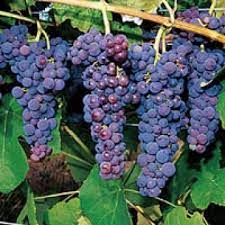 Grape, Glenora